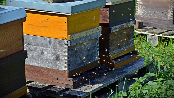 Quin impacte haurà tingut el confinament sobre la natura? L’exemple de les abelles