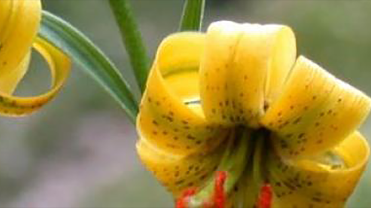 El festival Natura de les reserves Naturals catalanes proposa descobrir les plantes del Pirineu.