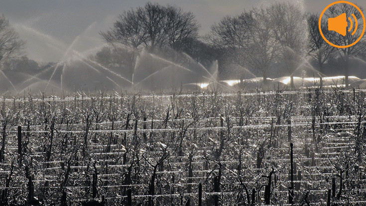 Com afecta la neu  el fred els arbres fruiters i la verdura?