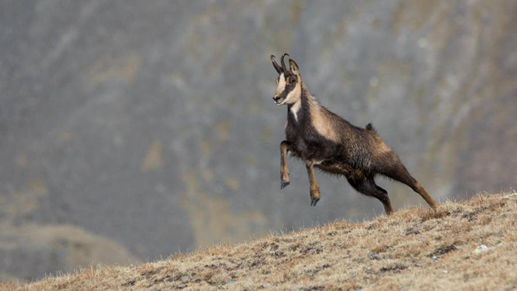 El concurs foto Declic Natura 2018 amb les Reserves Naturals Catalanes