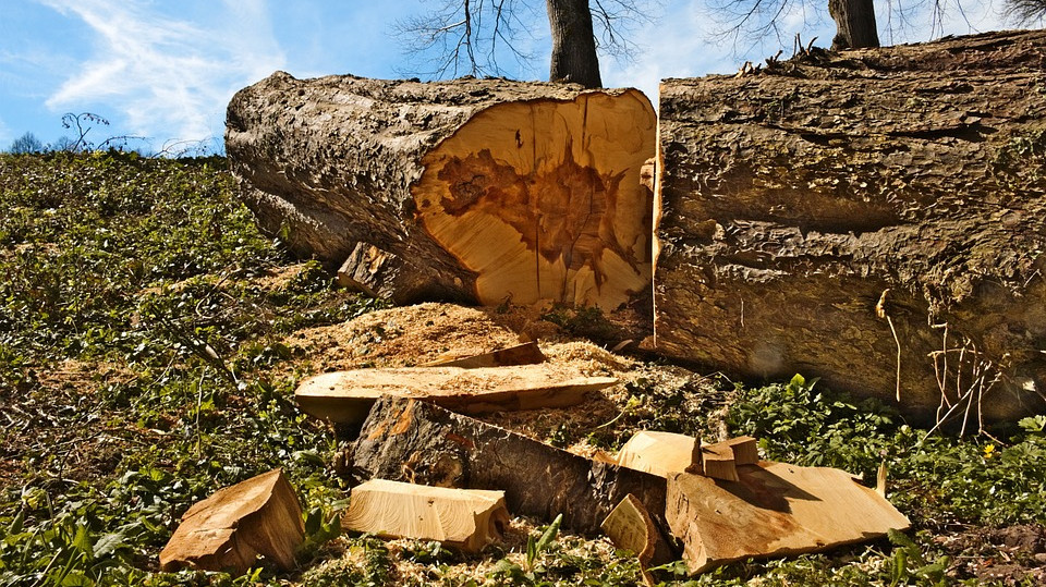 La destrucció d’arbres en els parcs de Perpinyà augmenta la sensació de canícula (informatiu).