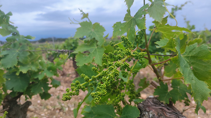 100 M€ poden ser perduts per la viticultura a casusa de la sequera