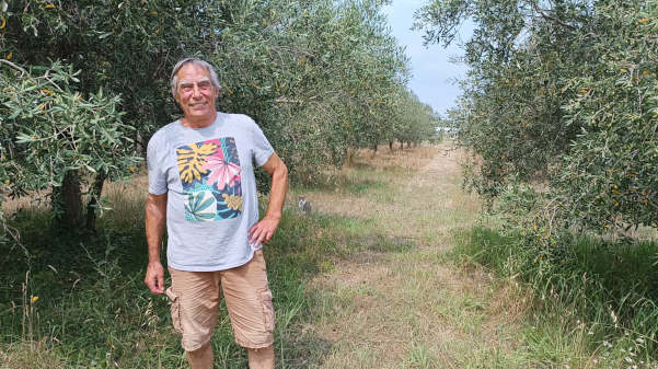 Descobrim l'or groc de Joan LLobet