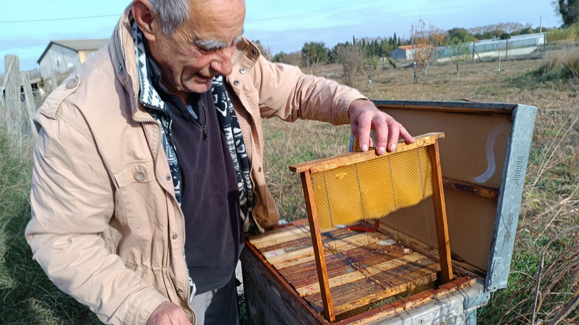 El rol fonamental de les abelles