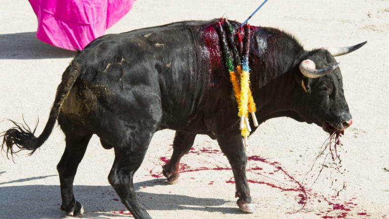 Corrida a Catalunya Nord : aquest món és seriós ?