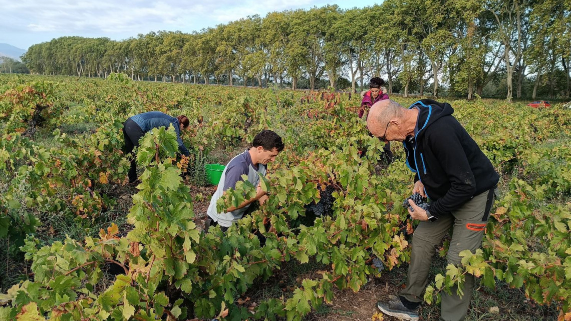 La sequera causa la pèrdua de 50% de la producció de raïm respecte a un any normal