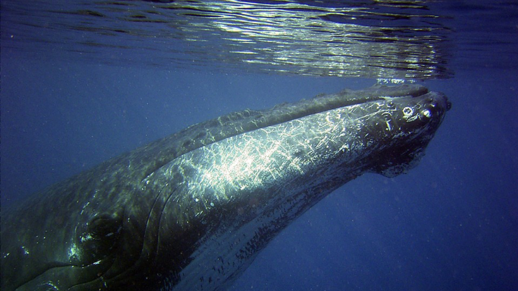 Una balena ferida de 17 metres acaba morint-se al port de Sant Cebrià