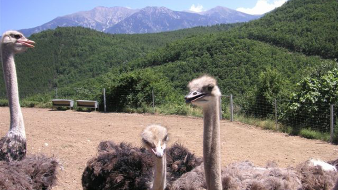 Reportatge: la ramaderia al Conflent: vaques, ovelles, cabres, porcs i ....estruços