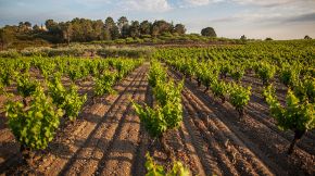 L’Empordà, una terra tocada per l’olivera i la vinya