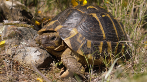 El Centre de Reproducció de Tortugues de l'Albera: Protegint una espècie en perill