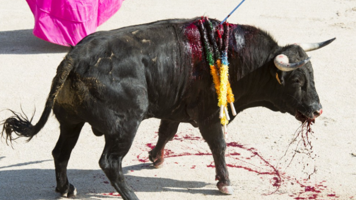 Jean-Marc Montegnies – Animaux en Péril